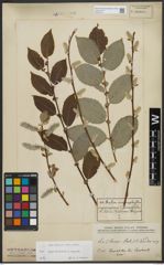 Foto von Salix appendiculata Vill. x Salix caprea L.